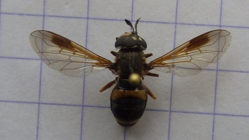 Réf. 274 507 : Chrysotoxum bicinctum